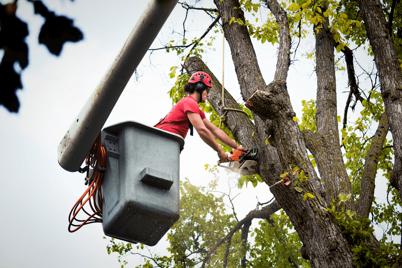Crew in a lift cutting branches ahead of a storm