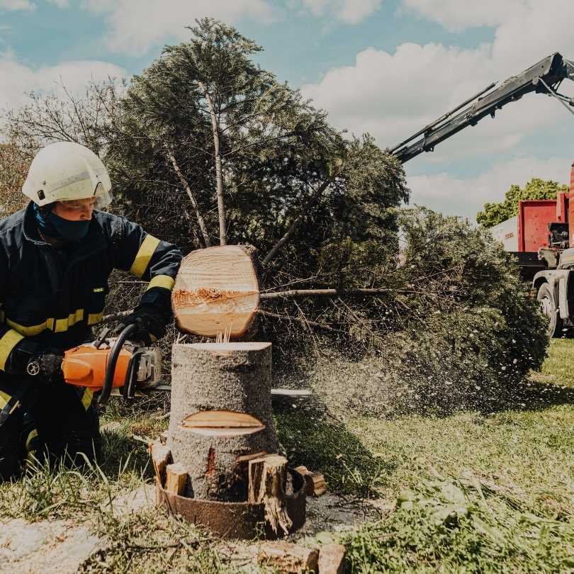 tree removal in progress by servicing crew