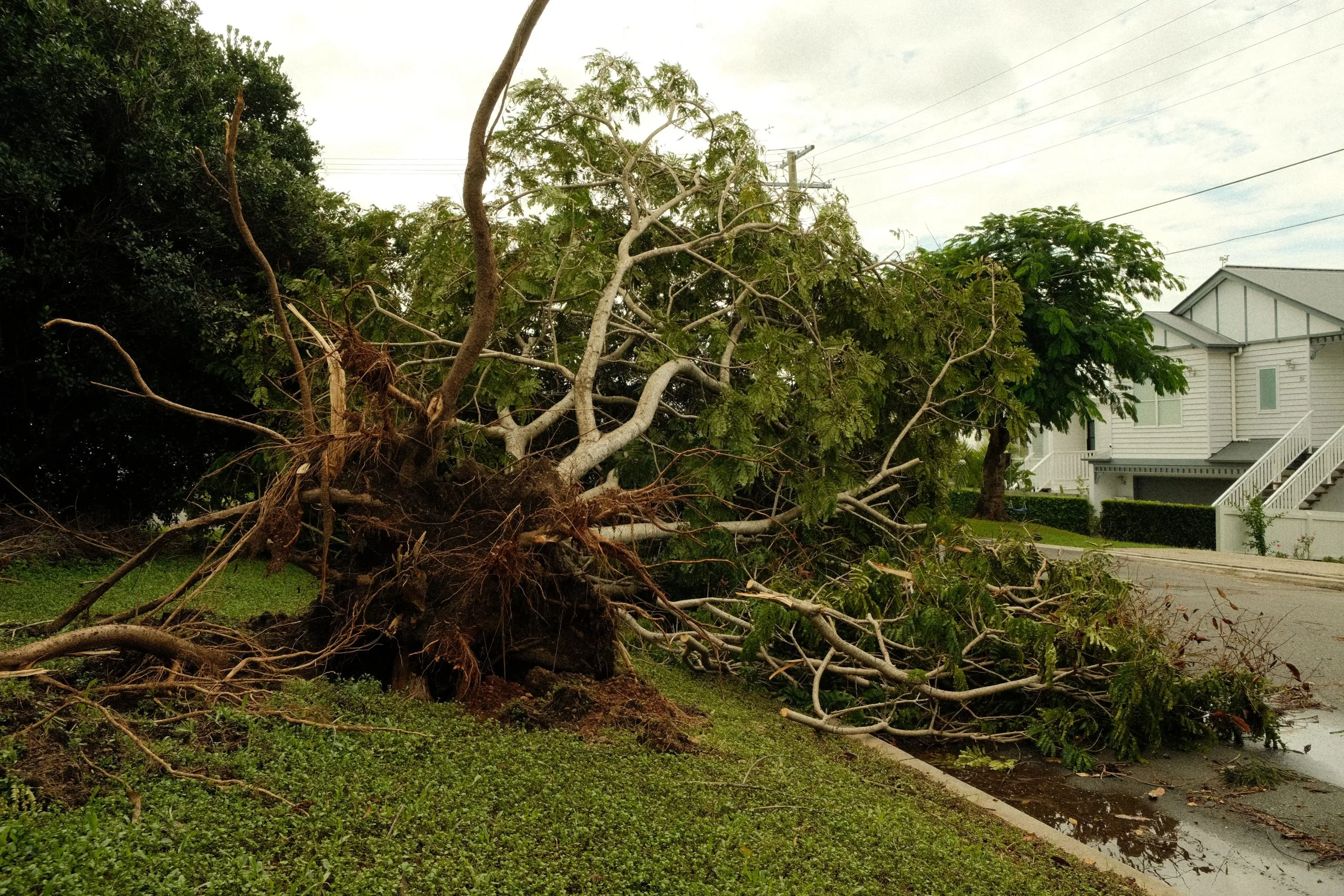 Tree down across a yard after a storm