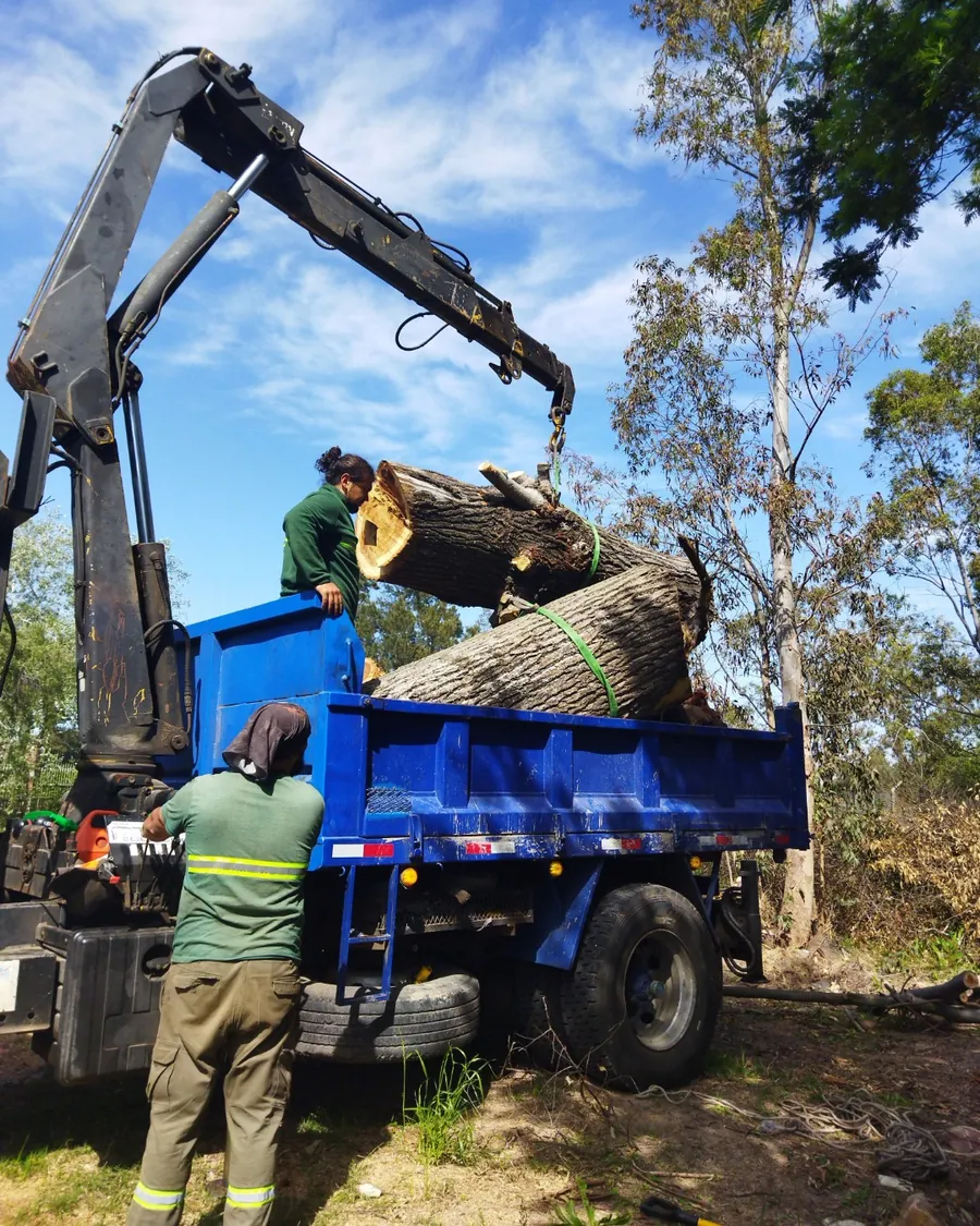Grapple lifting a cut trunk section