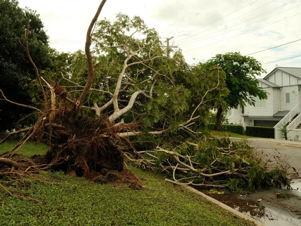 Fallen limb broken through a house roof