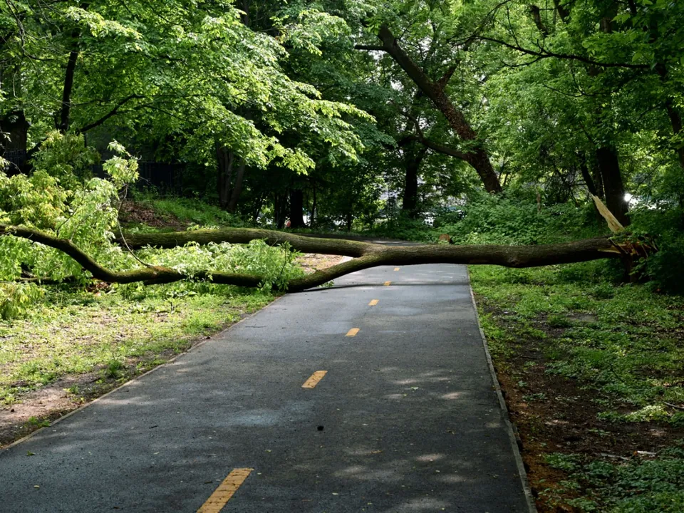 Fallen tree lying across a residential driveway