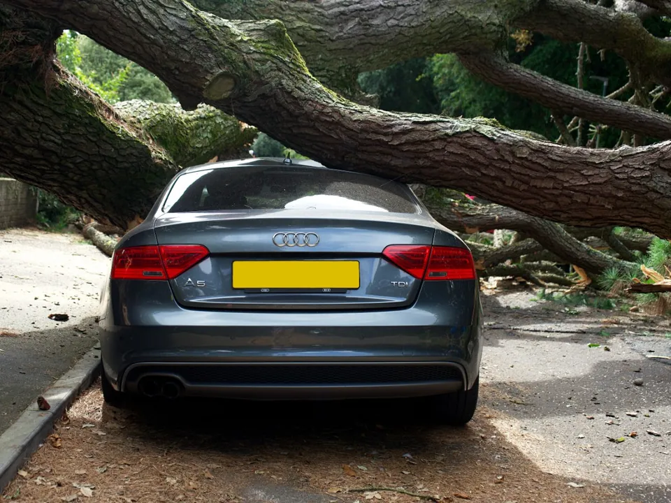 Fallen tree resting on a parked car