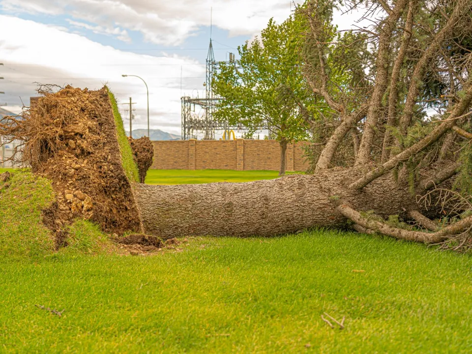 Uprooted tree on a lawn with the root plate standing