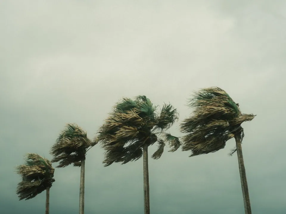Dropped palm fronds littering a lawn