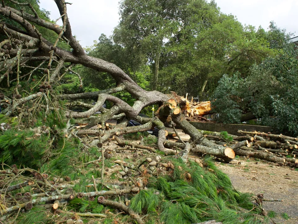 Tree fallen onto a screened pool enclosure