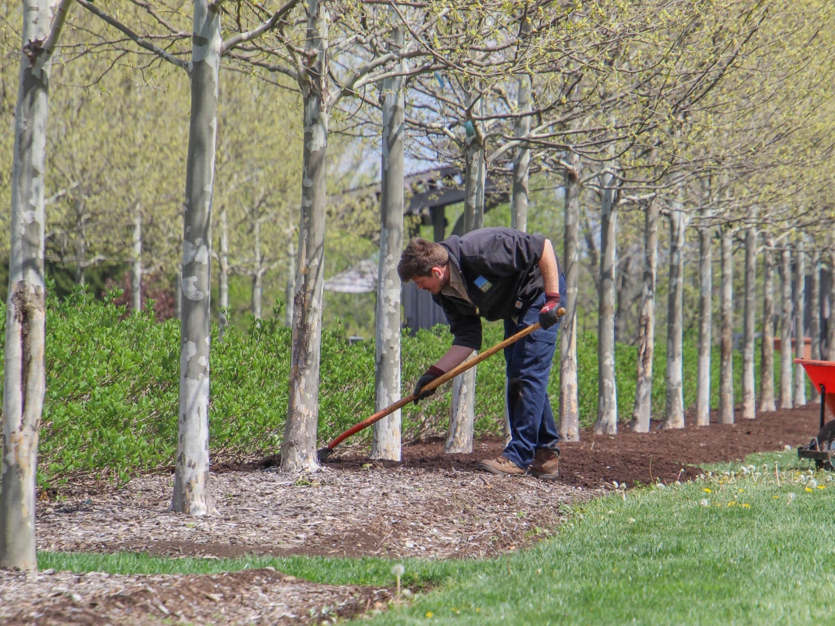 Freshly mulched shrub bed with a clean edge against turf
