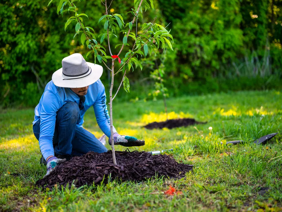 Person planting a young tree in a lawn