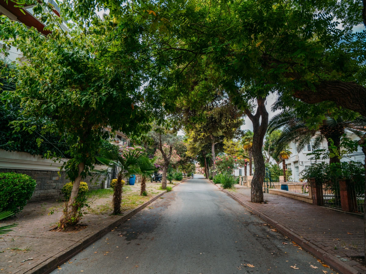 Sidewalk tree with the lower canopy lifted for clearance