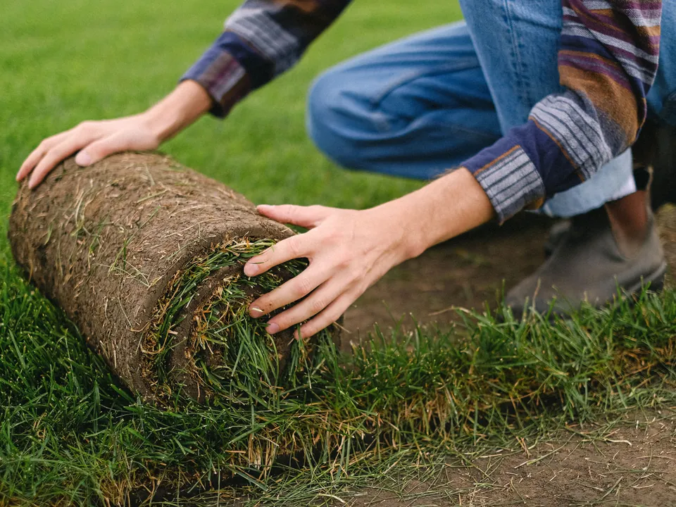 Rolls of sod being laid on prepared soil