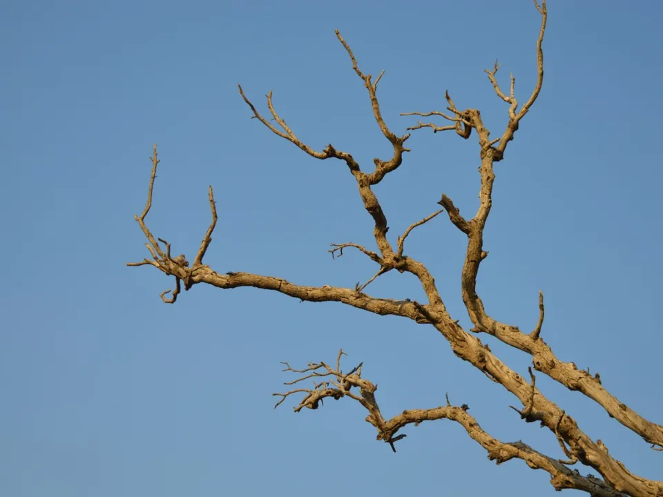 Dead tree with bare branches against the sky