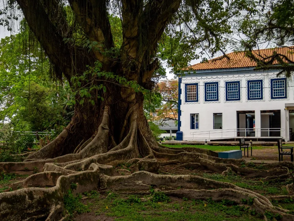 Large tree canopy spread over a house roof