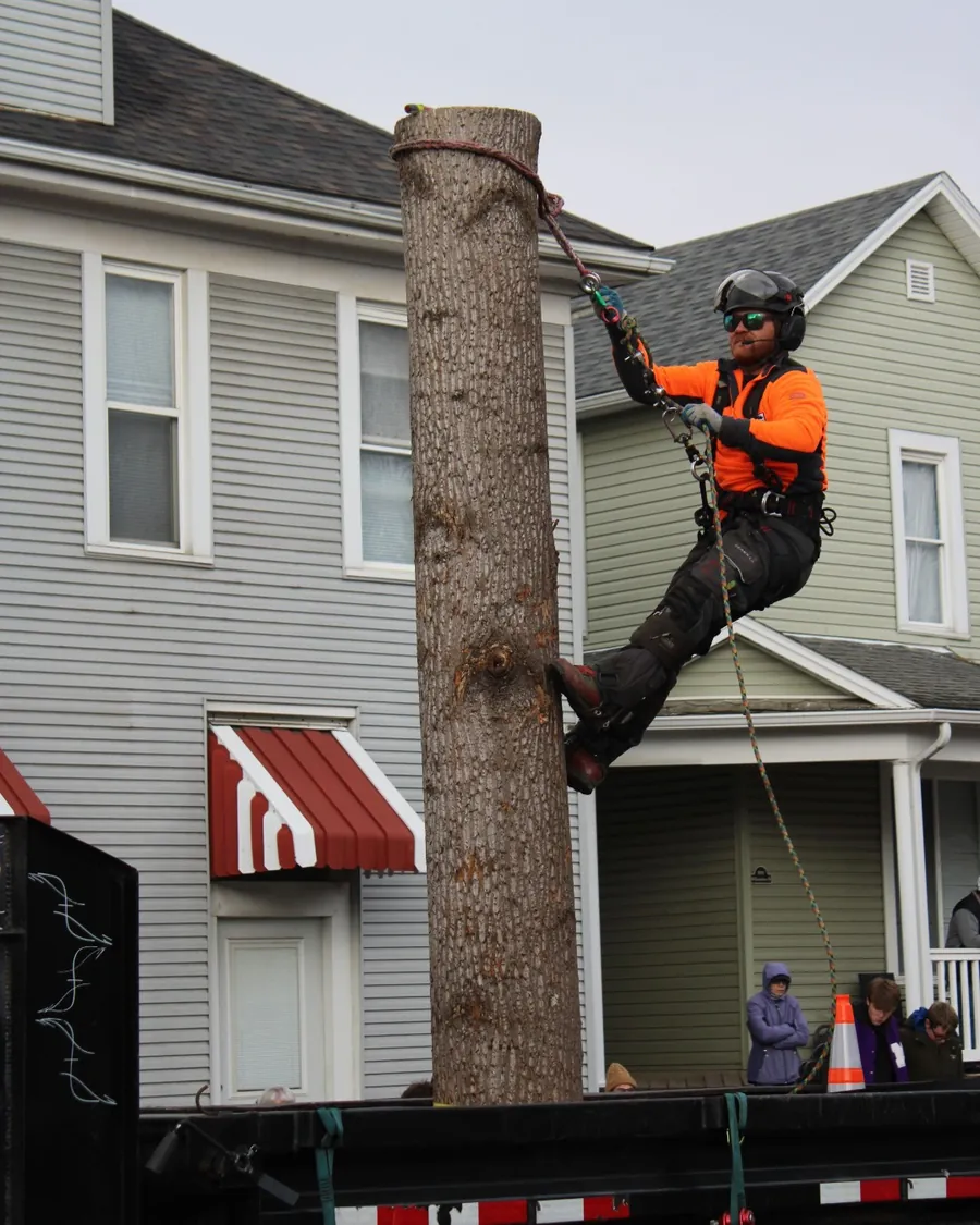 Rigged log section being lowered from a large tree