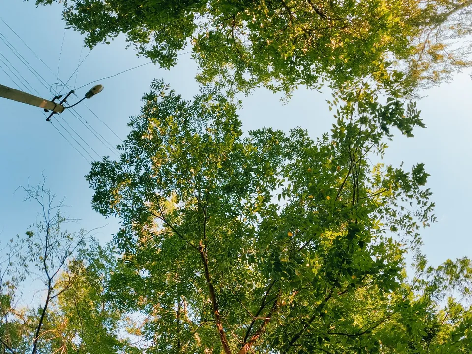 Looking up through a tree canopy growing toward overhead power lines and a streetlight pole