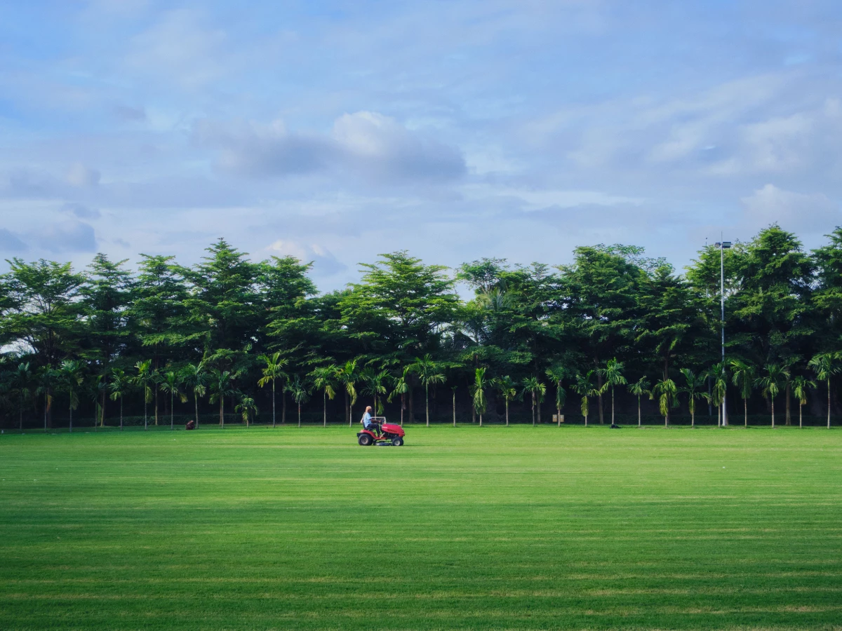 Healthy treated lawn showing even mowing stripes