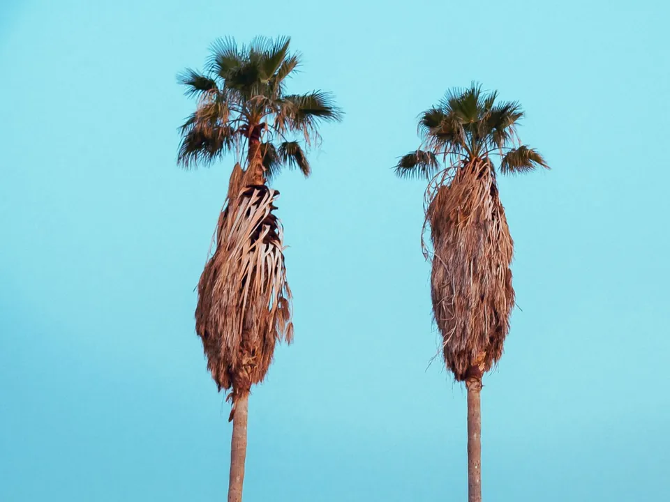 Dead palm with a collapsed crown