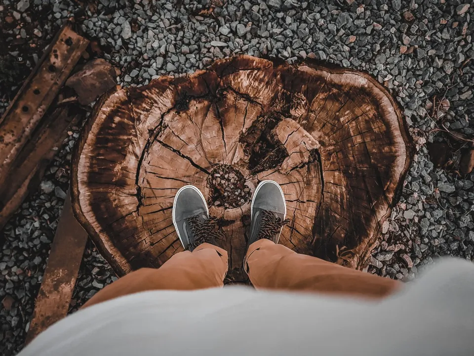 Cut stump ground level in a gravel bed