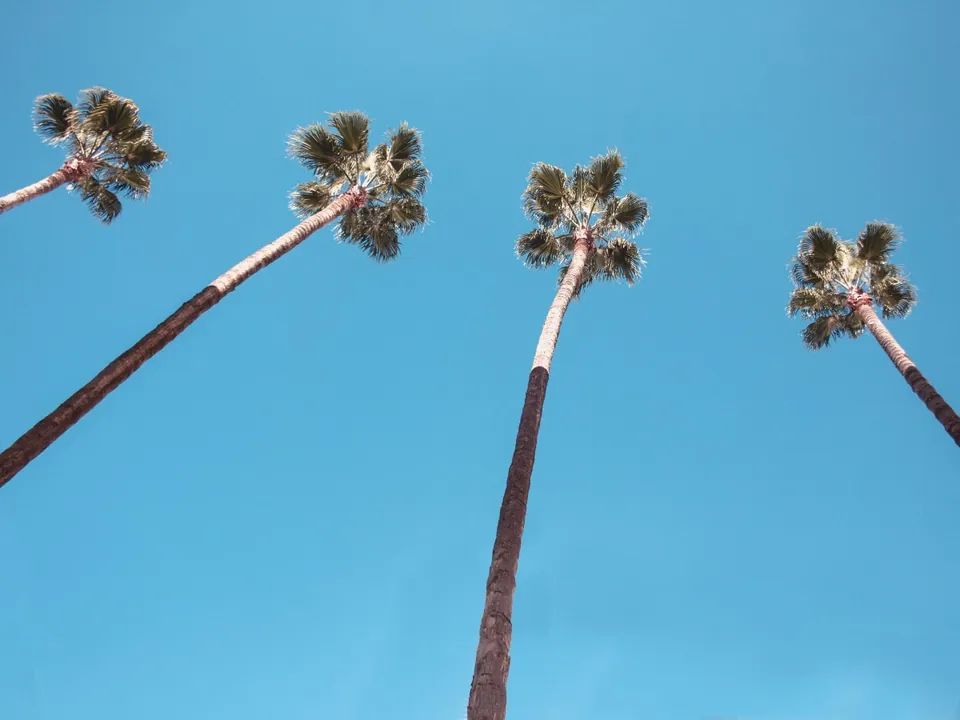 Row of tall Washingtonia palms