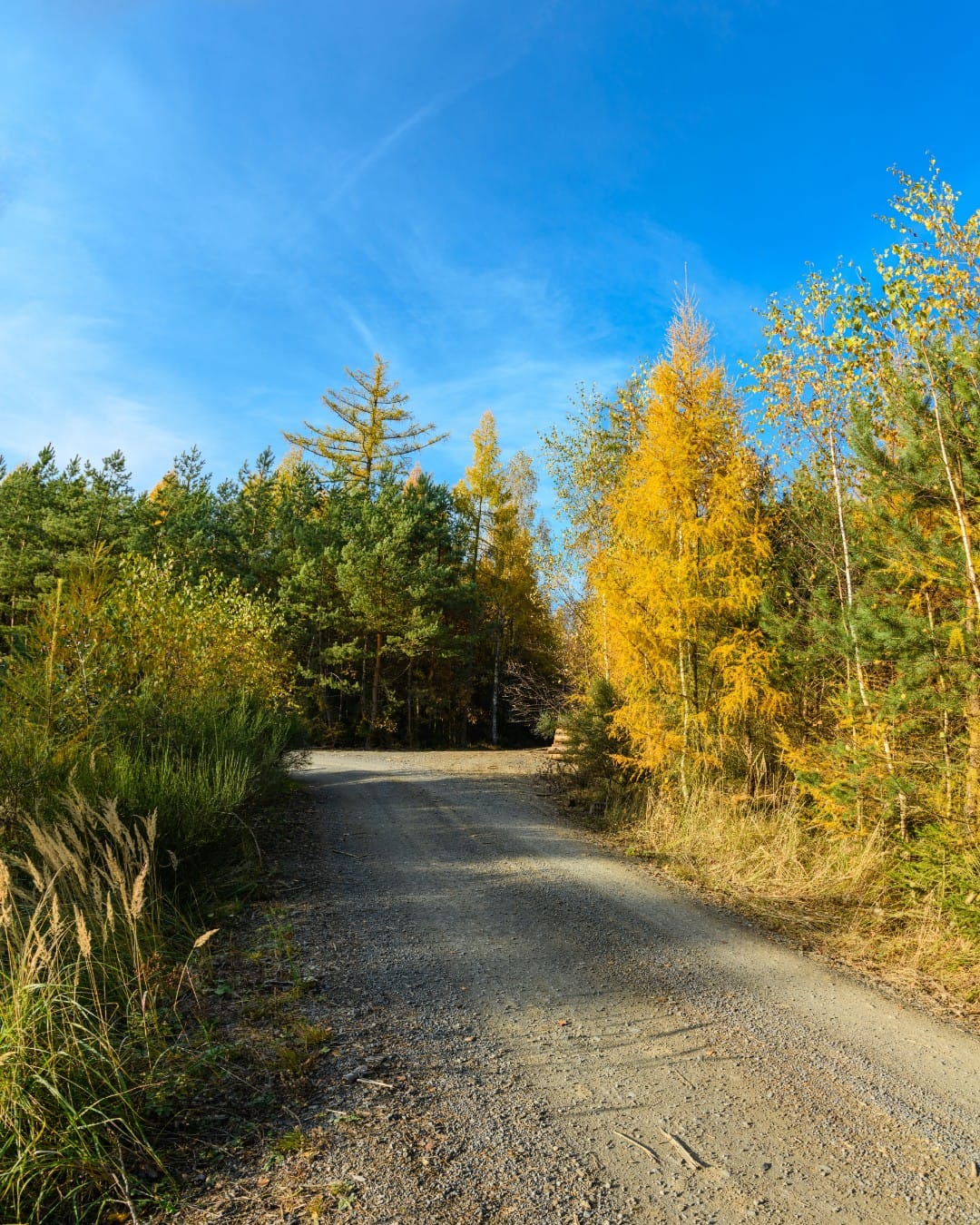 A crowned rock driveway running back from the road between trees