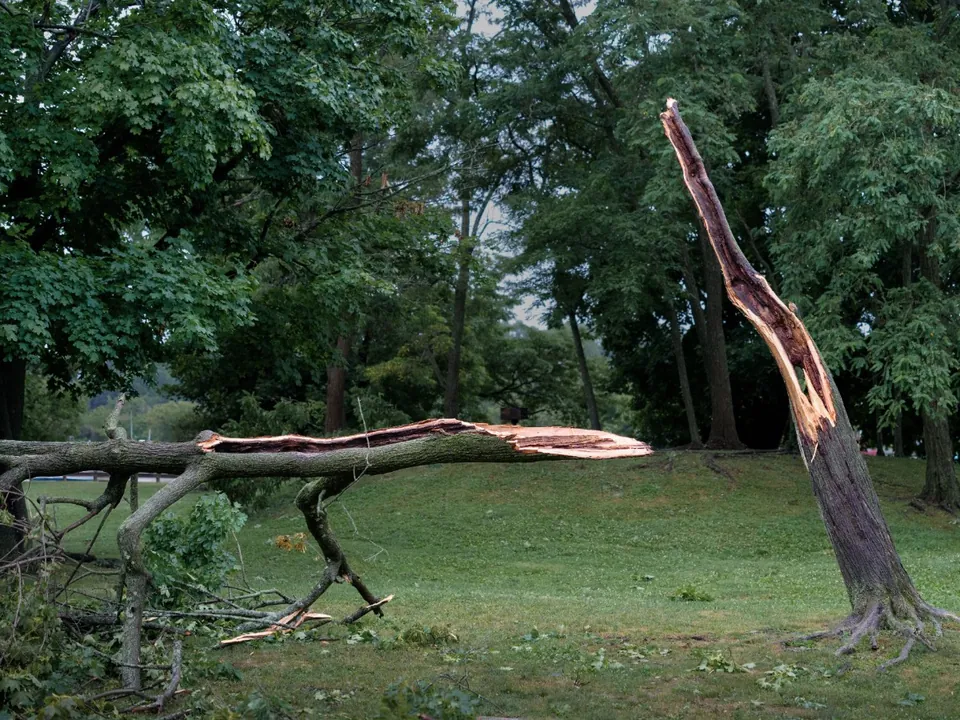 Broken limb hanging in a tree canopy after a storm