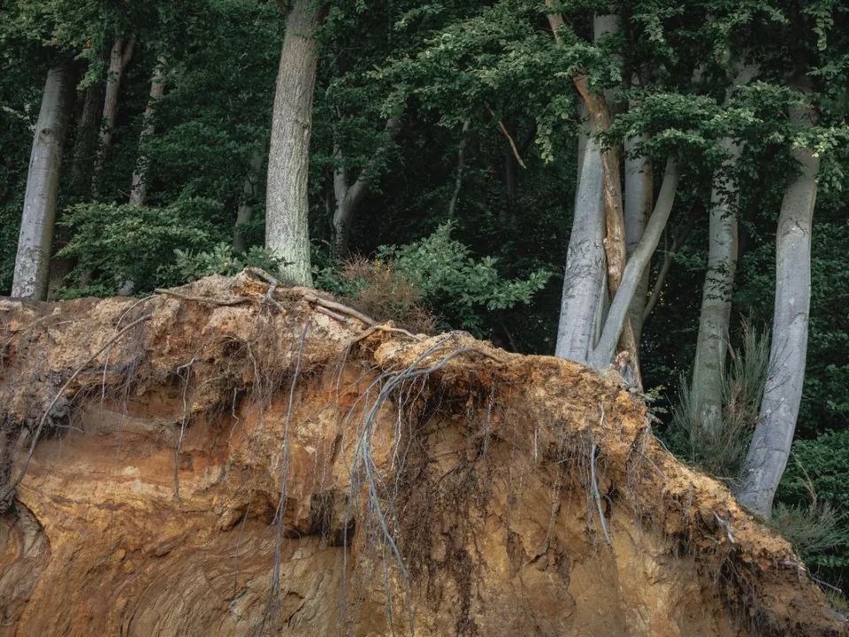 Leaning pine with its root plate lifted out of the ground