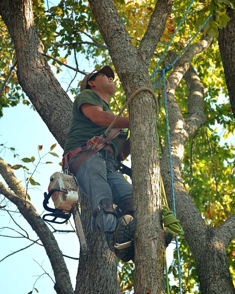 Hanging limb being cut from a boom lift