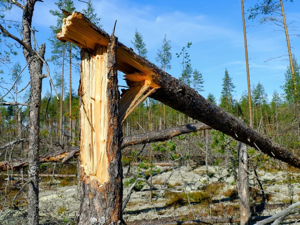 Pine snapped off mid-trunk by wind