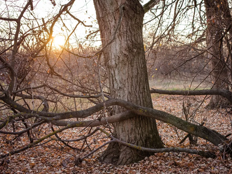 Broken tree hung up in the crown of a neighboring tree