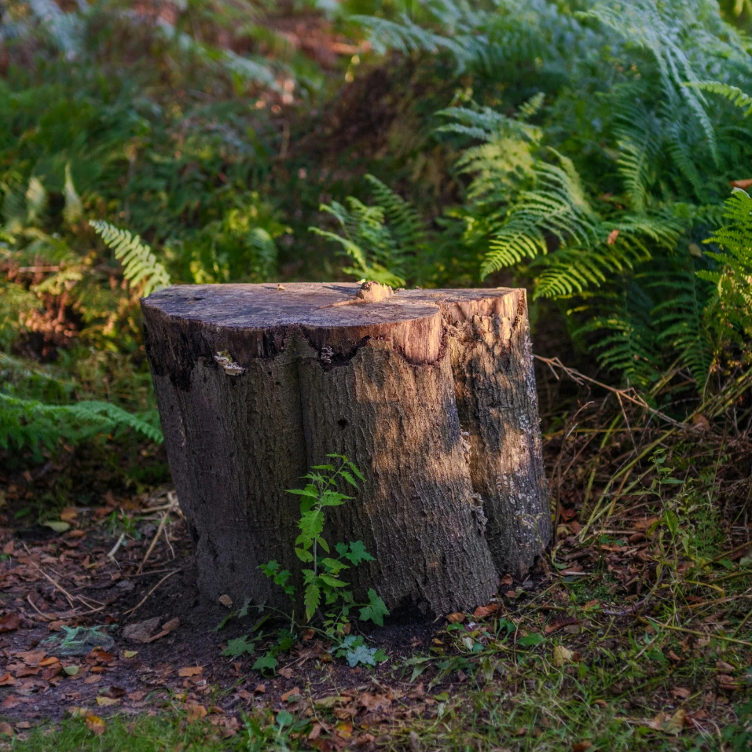Stump grinder cutter wheel throwing wood chips onto a lawn