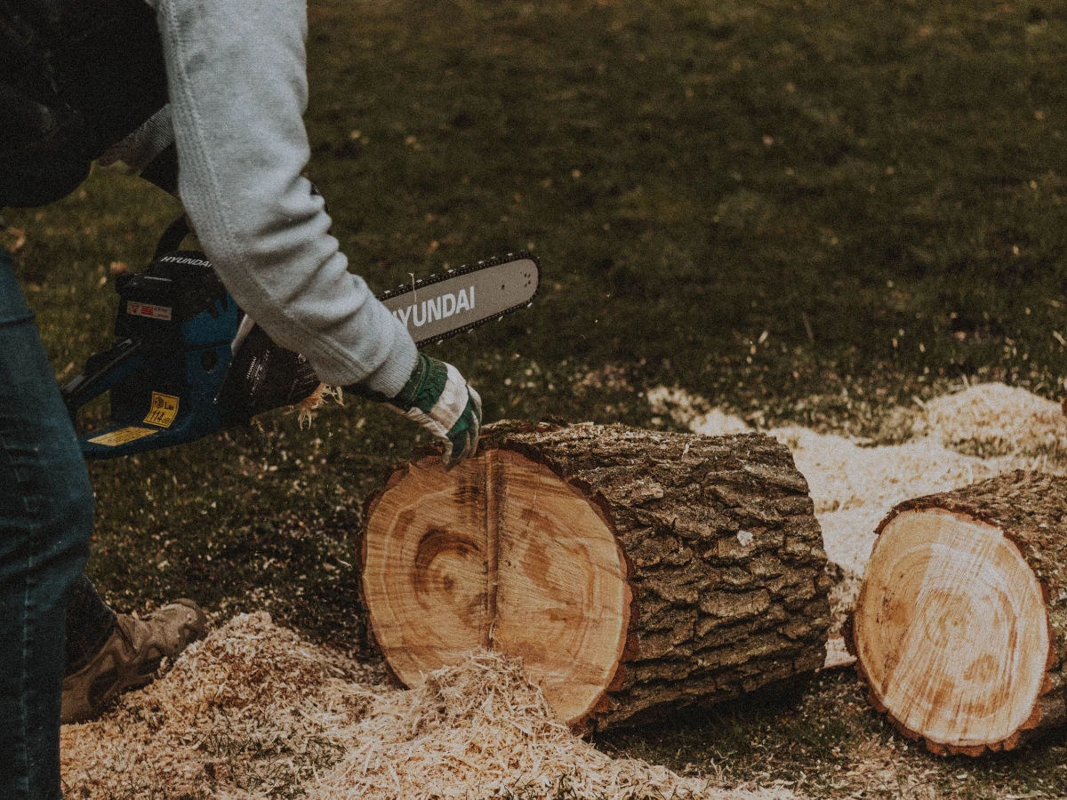 Freshly cut tree stump in a lawn with pale sawdust around it