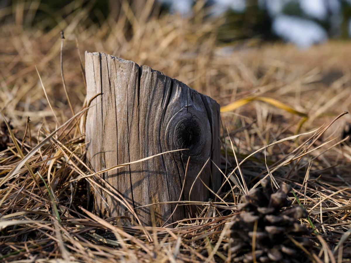 Old weathered stump split and greying in dry grass