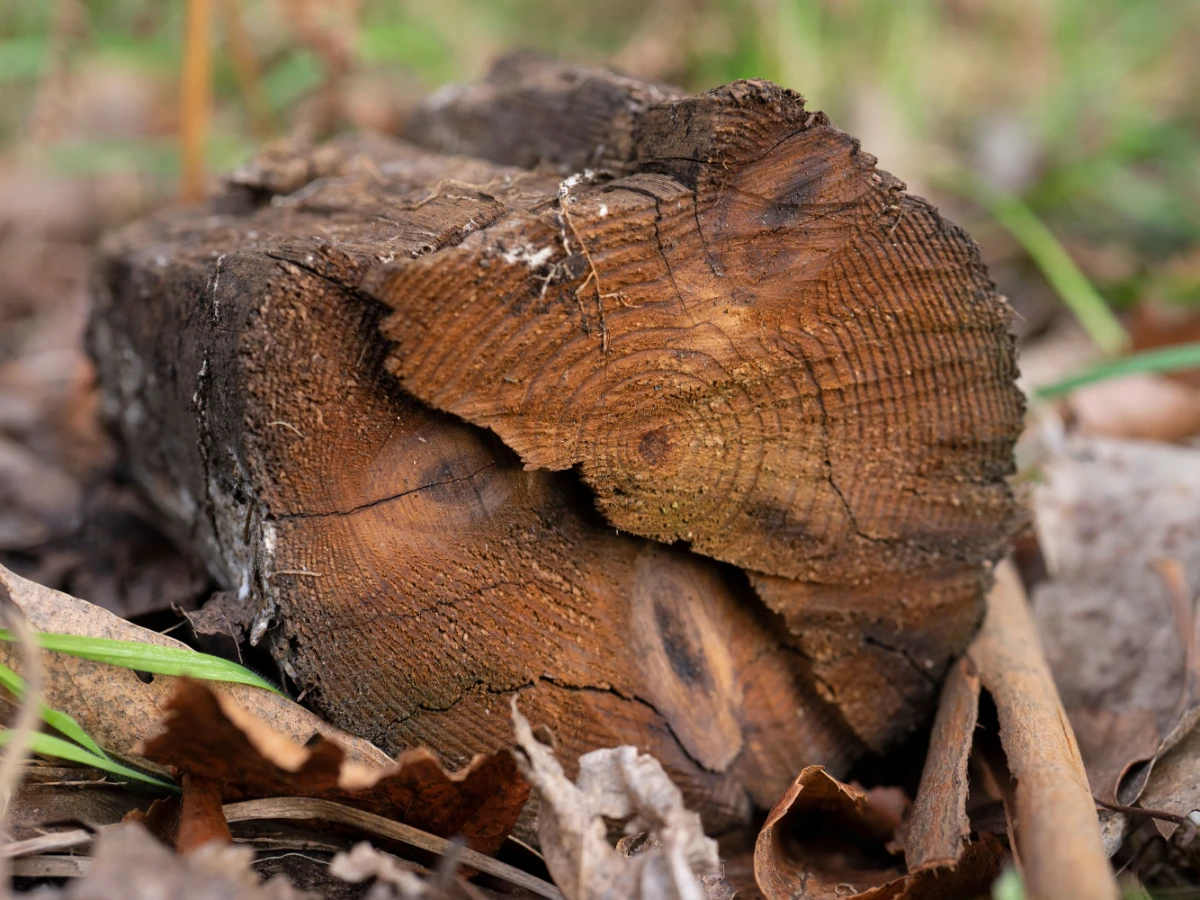 Palm trunk cut low showing the fibrous cross section in a sandy yard