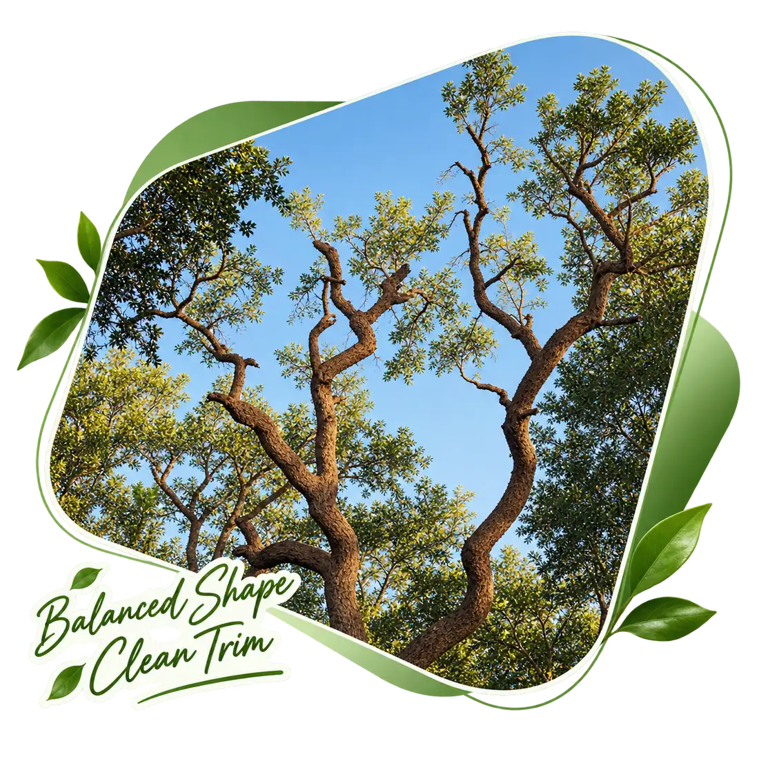 Oak canopy seen from below, captioned Balanced Shape, Clean Trim