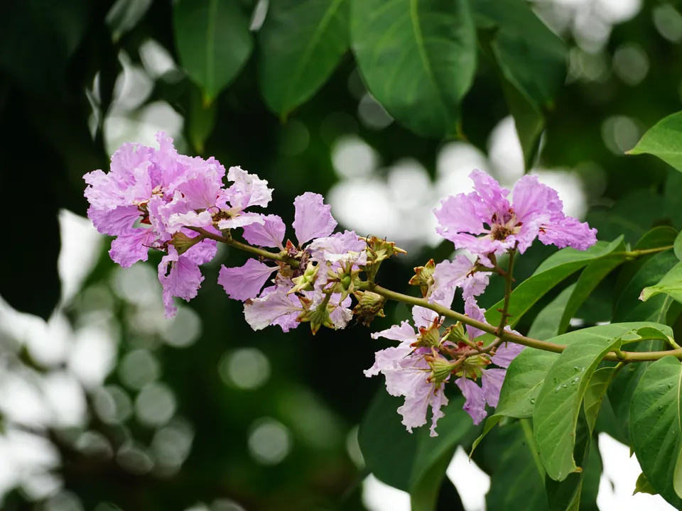 Crape myrtle branch in pink bloom