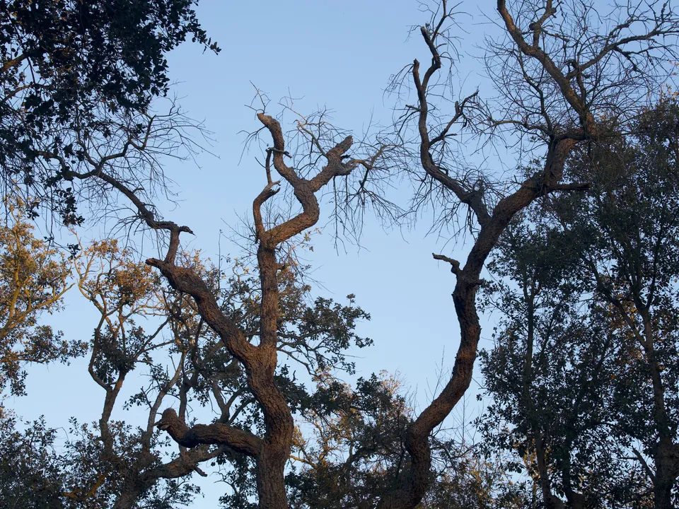 Grey dead limbs in the crown of a live oak