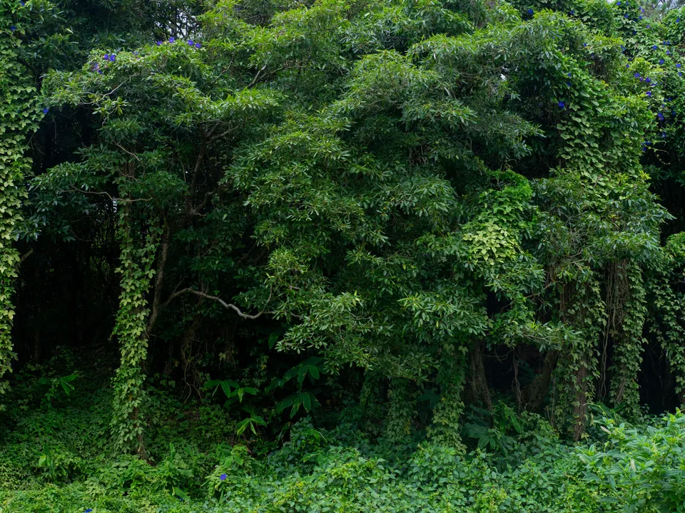 Dense, crowded tree crown before thinning