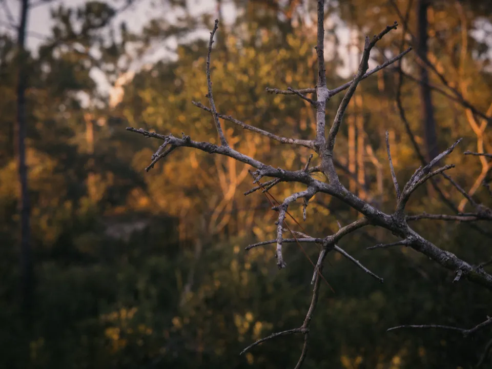 Branches browned and killed back by a freeze
