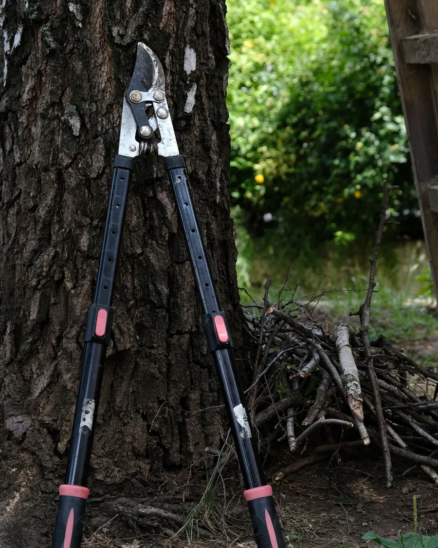 Loppers resting against a tree trunk