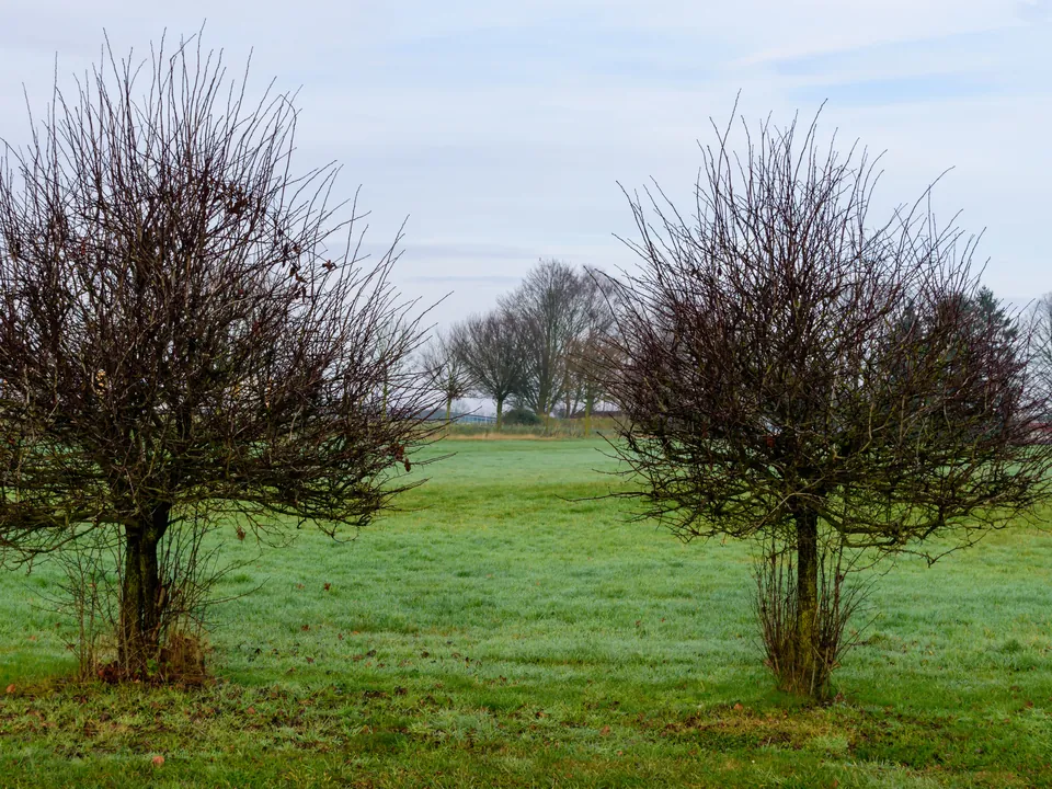 Two young multi-stemmed trees in a lawn