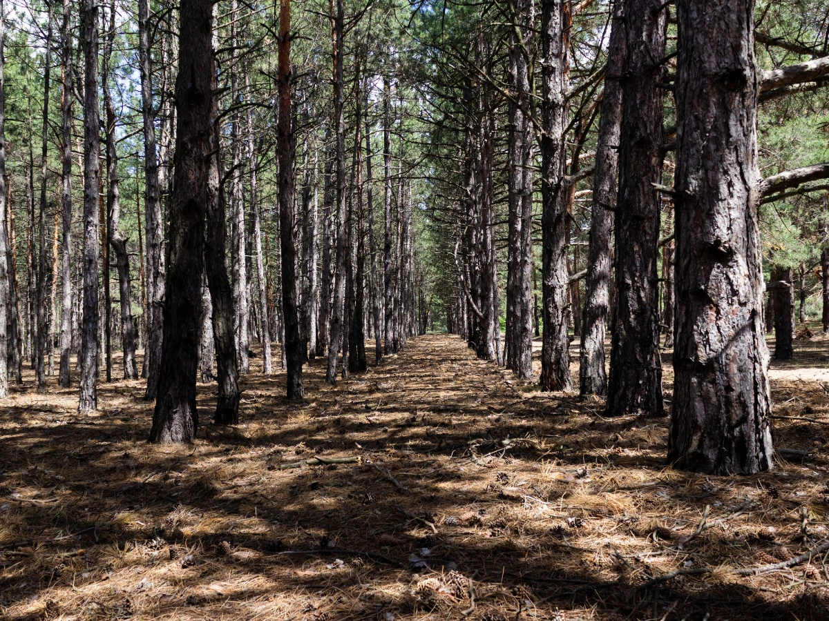 Row of tall Australian pines along a coastal property line