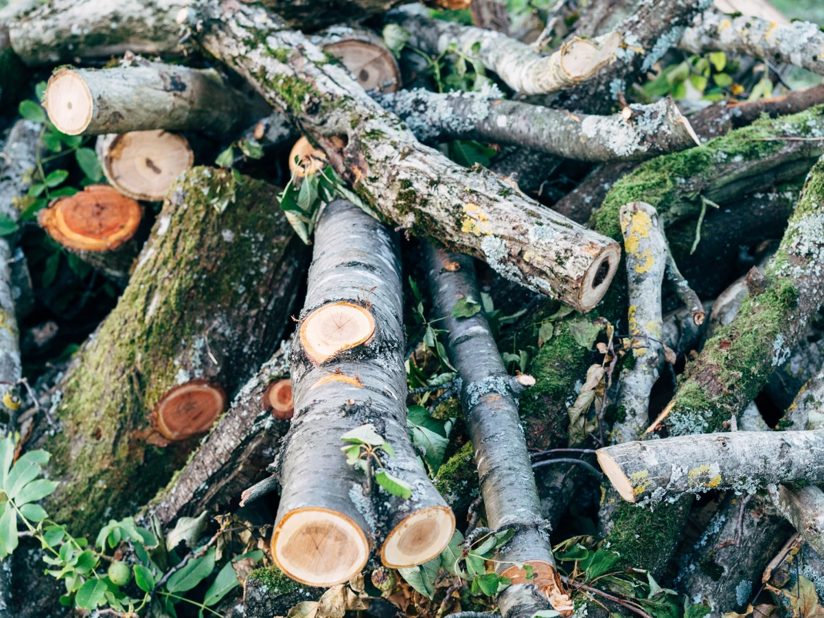 Brush and limbs stacked ready for loading at a curb