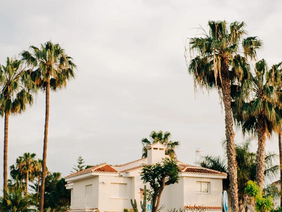 Tall fan palms beside a white house