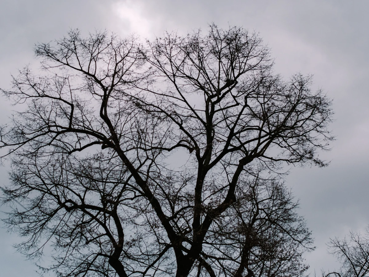 Pine with a bare dead top above a living lower canopy