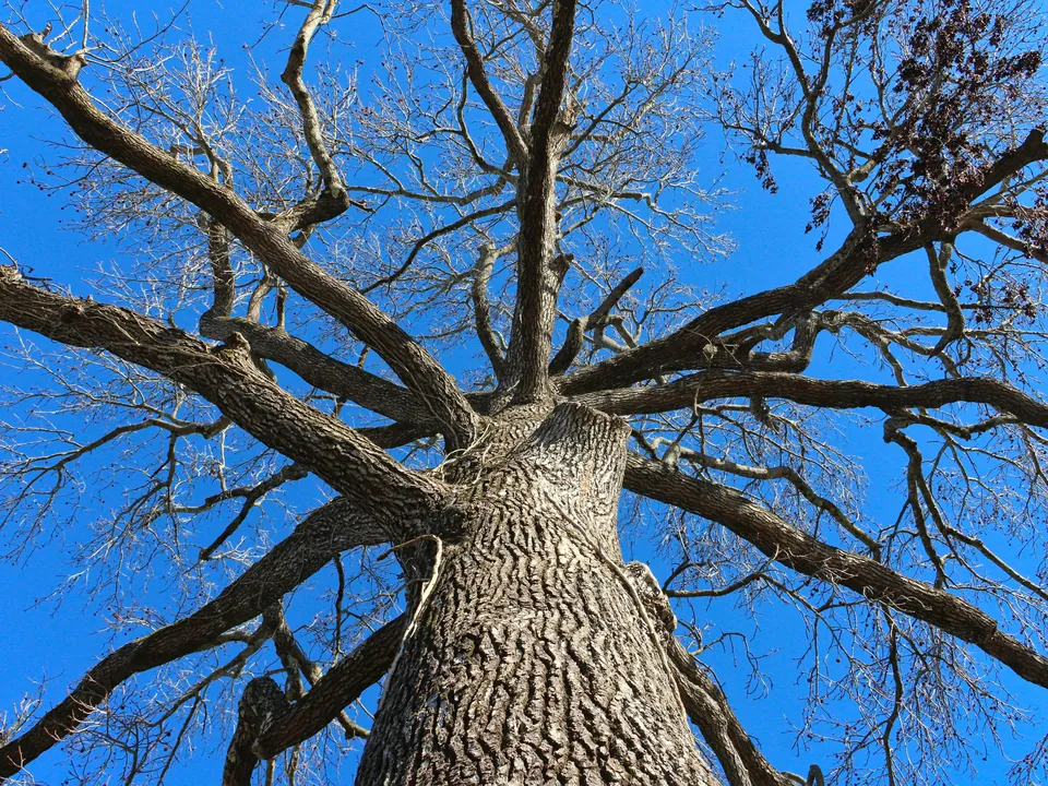 Dead tree with a bare crown standing in a yard