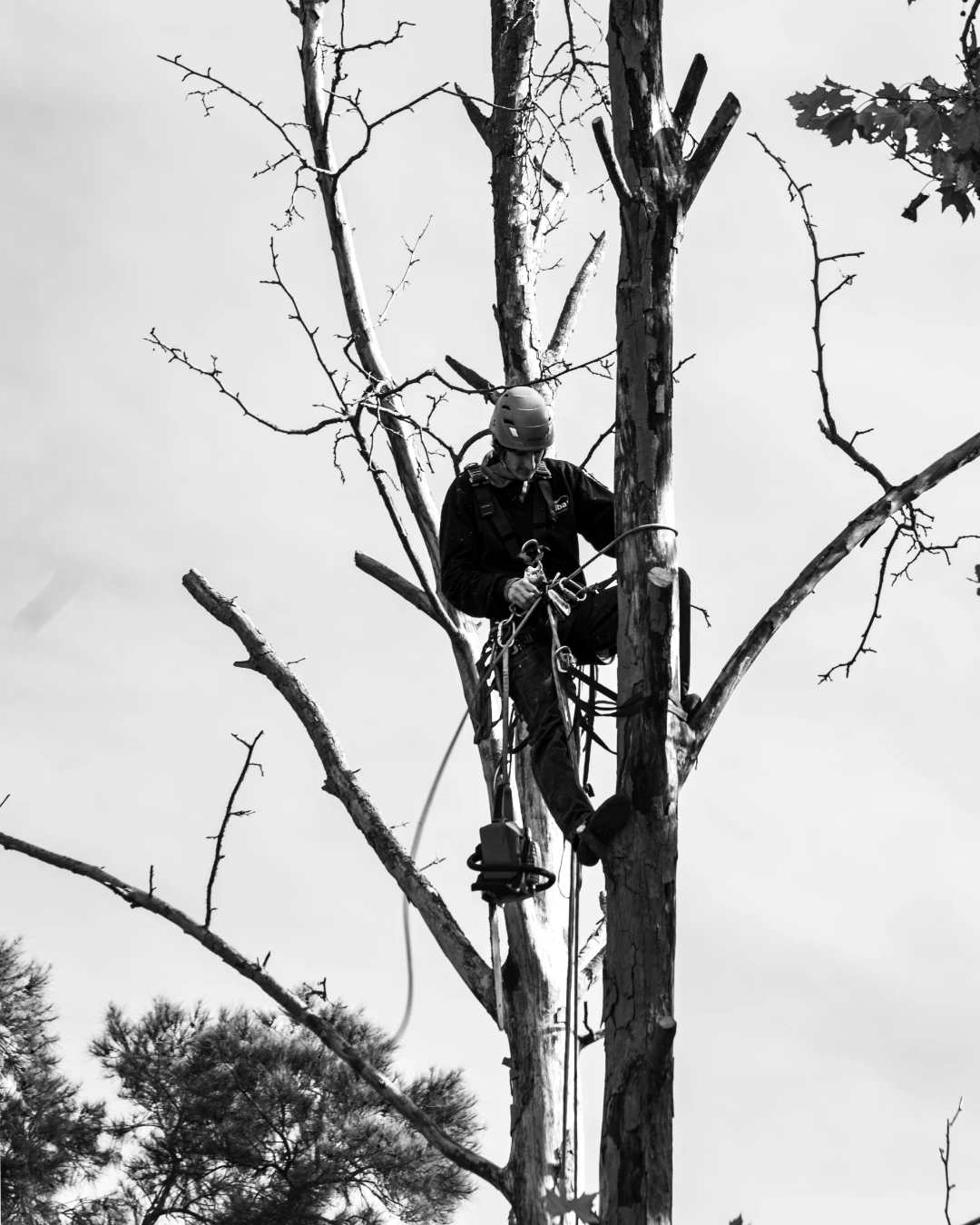 Cut limb section being lowered by hand line beside a house