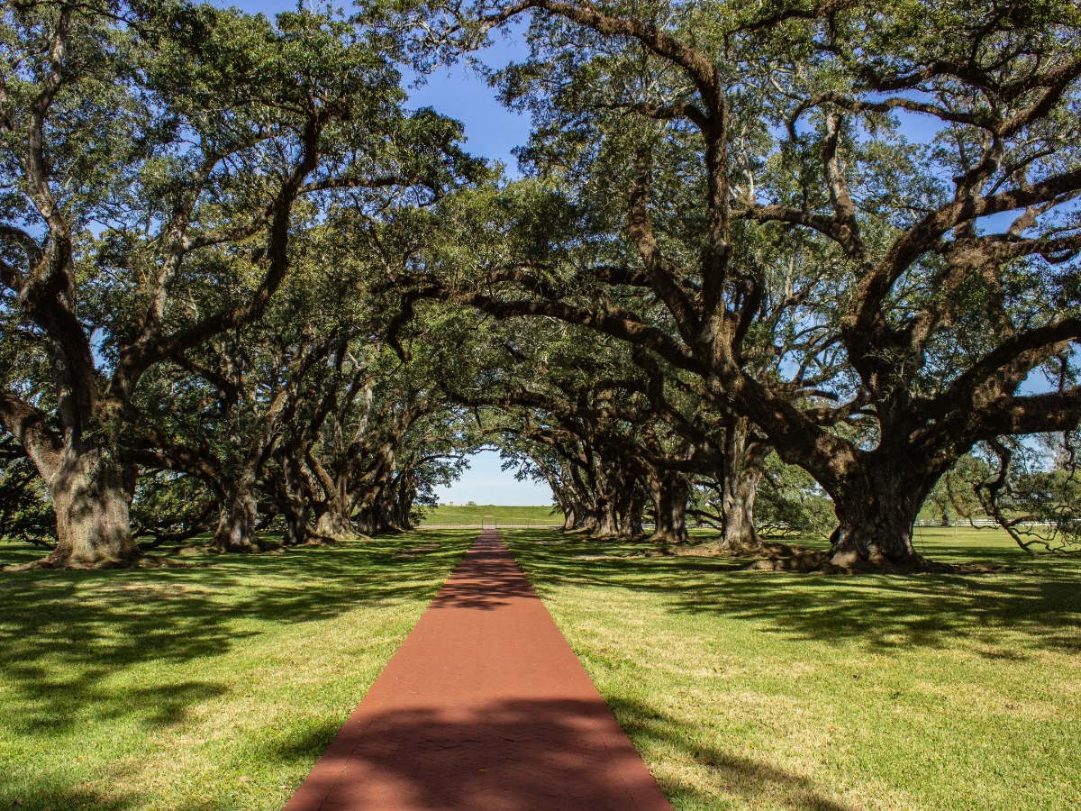 Mature live oak canopy spreading over a carport roof