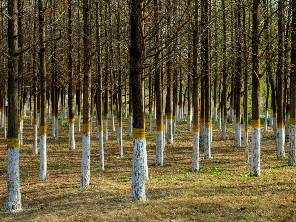 Several trees marked with tape ahead of clearing work
