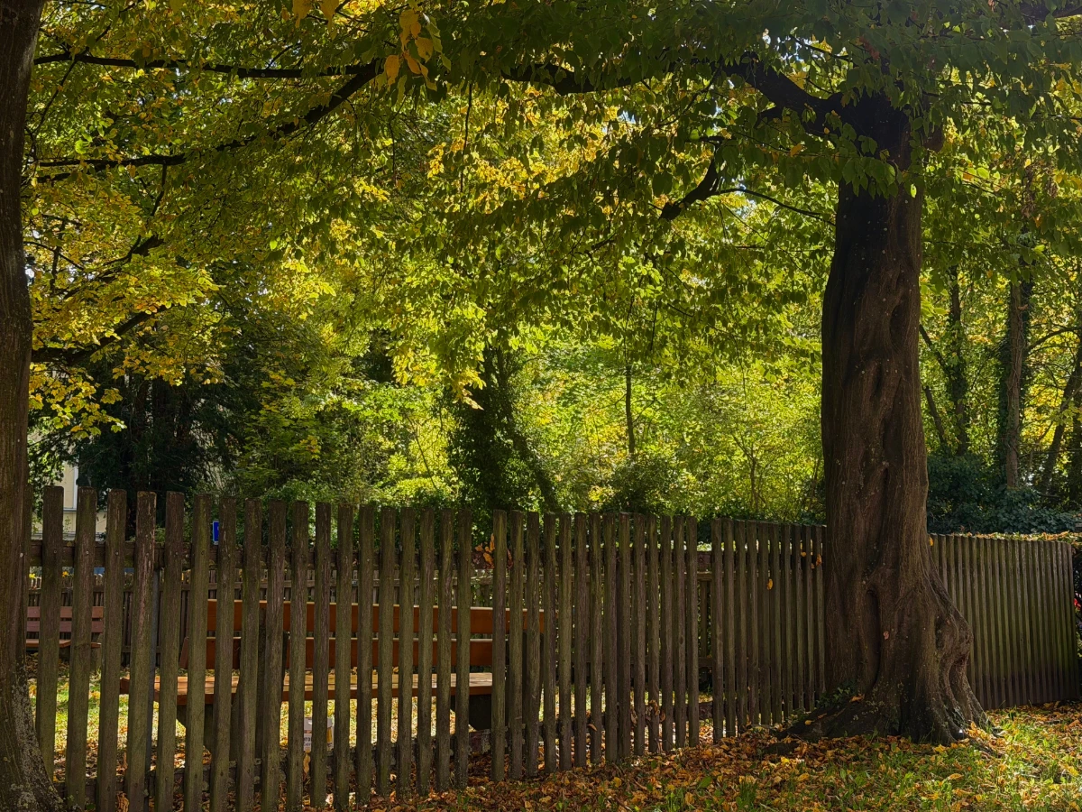 Tree leaning heavily over a residential boundary fence