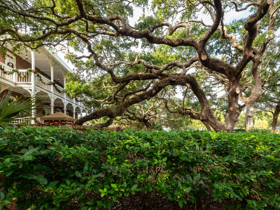 Oak canopy spreading over the roof of a house
