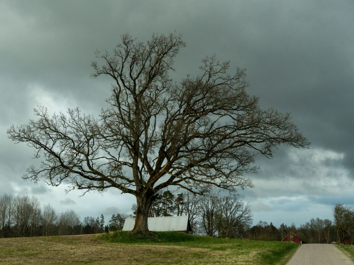 Oak canopy spreading over the metal roof of a barn